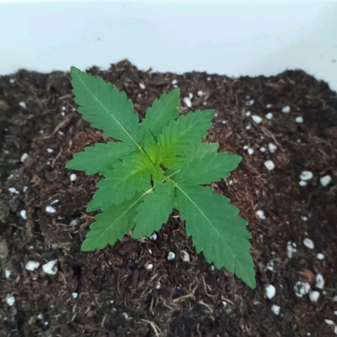 Pukhas 1 growlog timeline photo