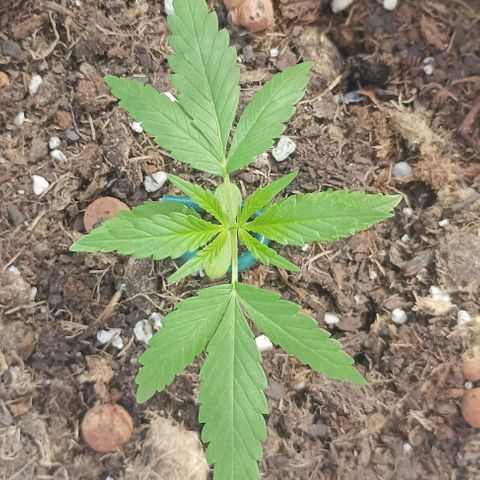 Red point #2 growlog timeline photo