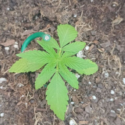 Pukhas 1 growlog timeline photo