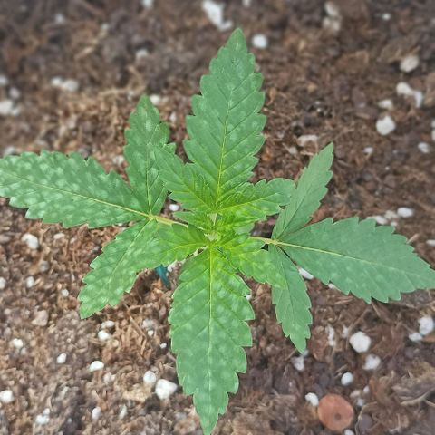 Pukhas 1 growlog timeline photo