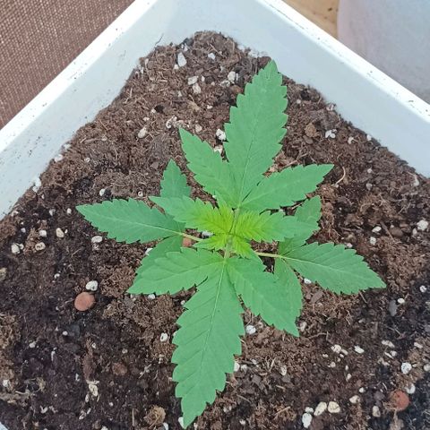Pukhas 1 growlog timeline photo
