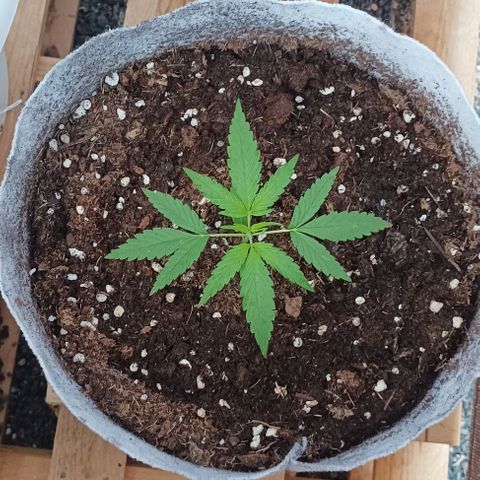 Red point #2 growlog timeline photo