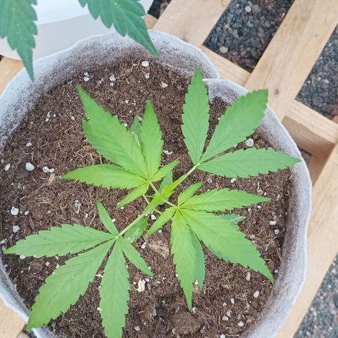 Red point #2 growlog timeline photo