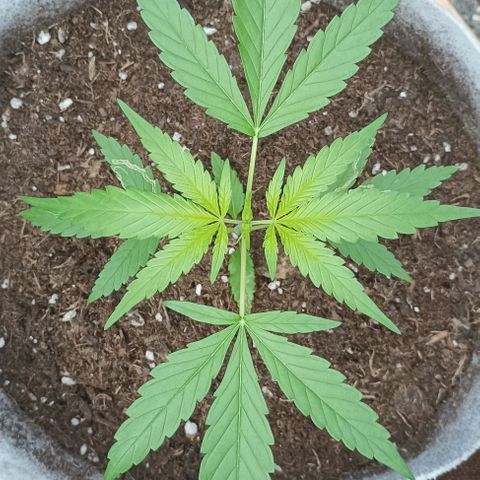 Red point #2 growlog timeline photo
