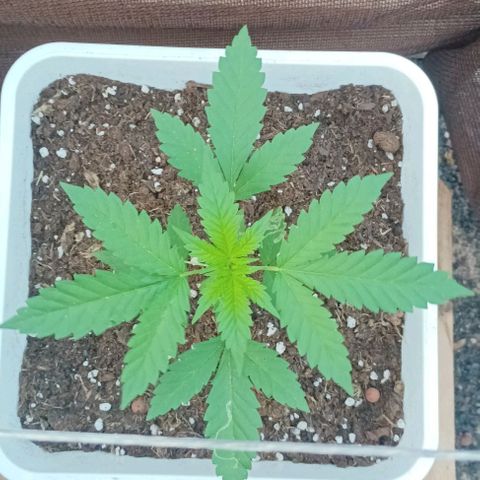 Pukhas 1 growlog timeline photo