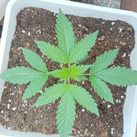 Pukhas 1 growlog timeline photo