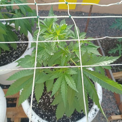 Pukhas 1 growlog timeline photo