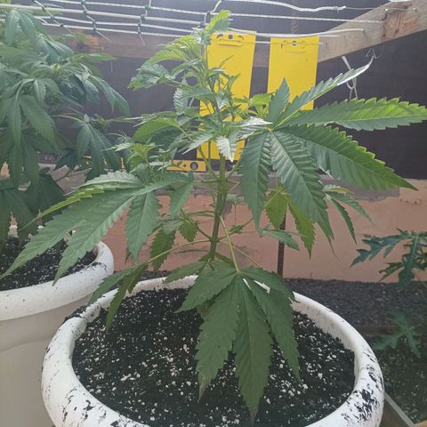 Pukhas 1 growlog timeline photo
