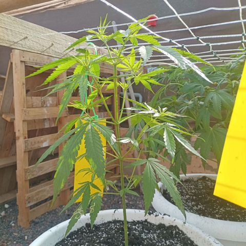 Red point #2 growlog timeline photo
