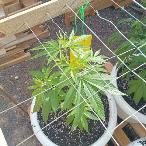 Red point #2 growlog timeline photo