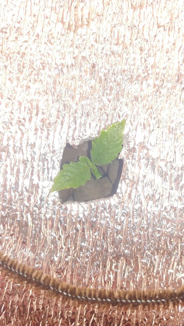 White Widow growlog photo 6