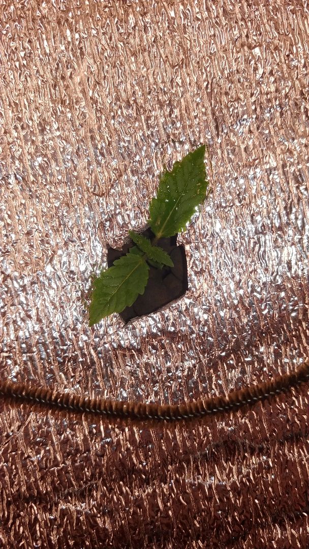 White Widow growlog photo 7