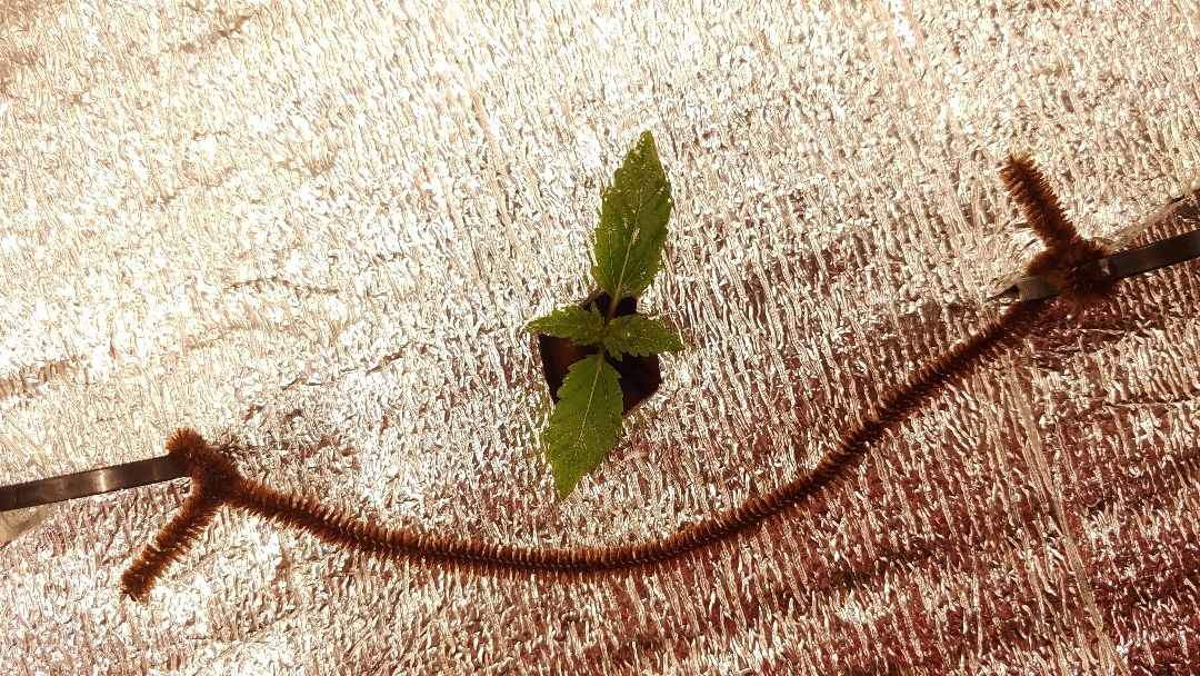 White Widow growlog photo 8