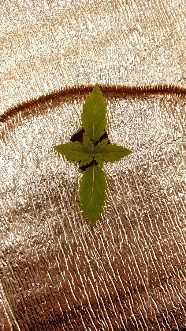 White Widow growlog photo 9