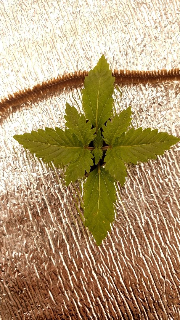 White Widow growlog header