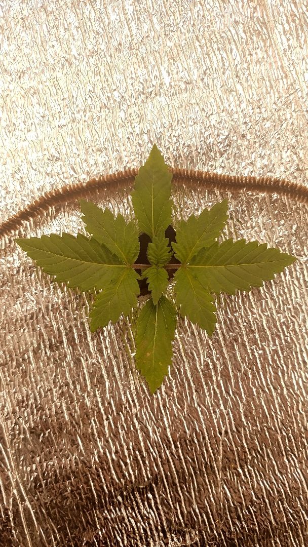 White Widow growlog photo 12