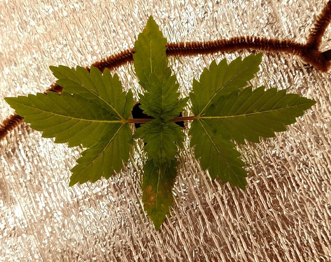 White Widow growlog photo 13