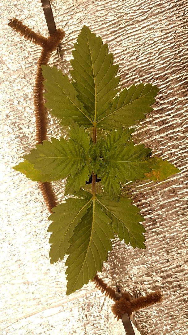 White Widow growlog photo 14