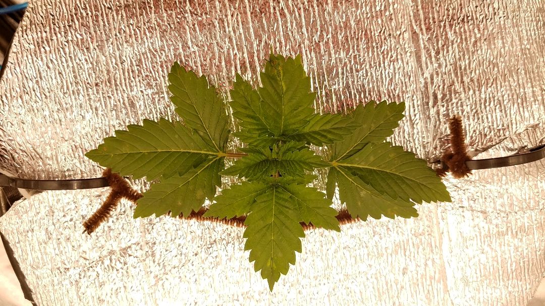 White Widow growlog photo 15