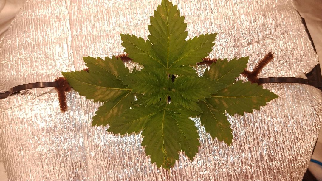 White Widow growlog photo 16