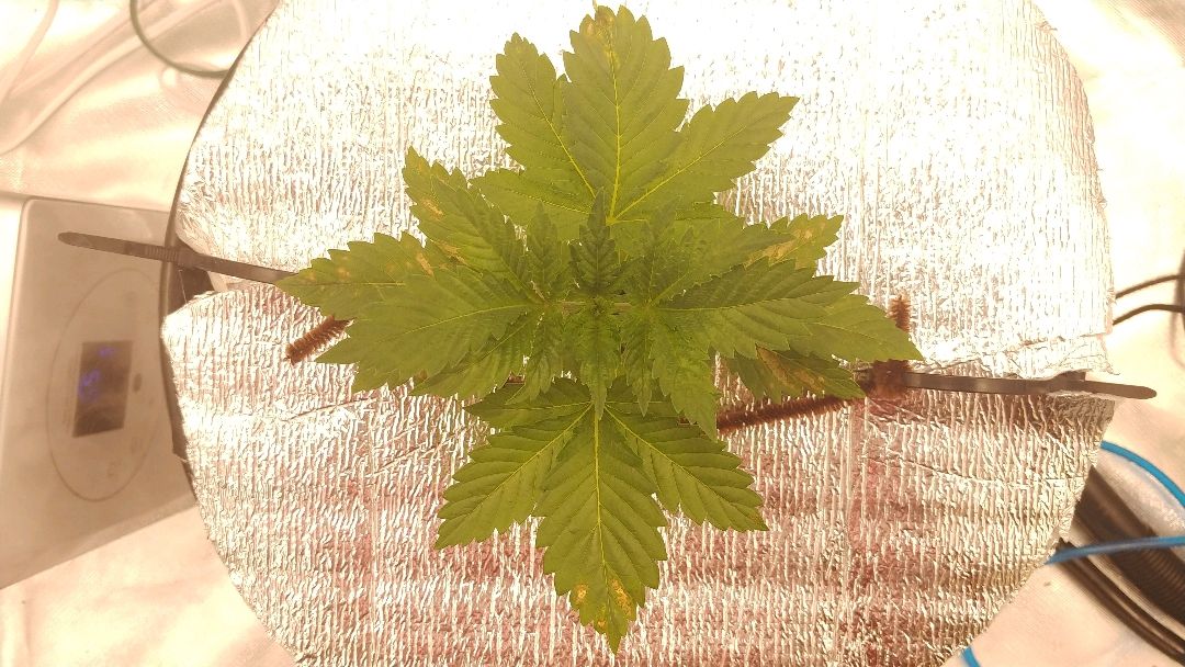 White Widow growlog photo 17