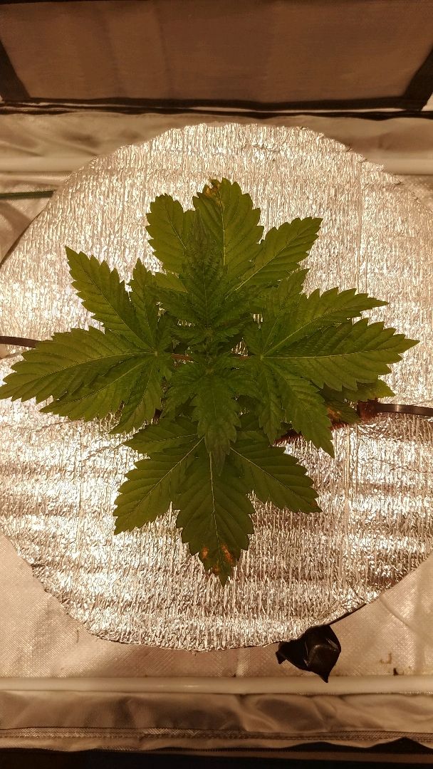 White Widow growlog photo 18