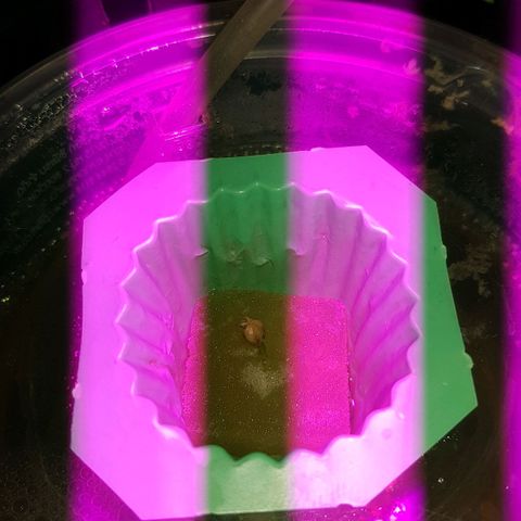 Auto Speed Bud#1 growlog timeline photo