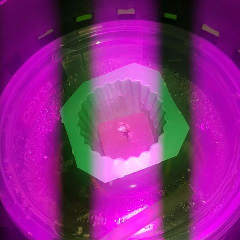Auto Speed Bud#1 growlog timeline photo