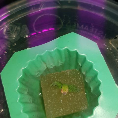 Auto Speed Bud#1 growlog timeline photo