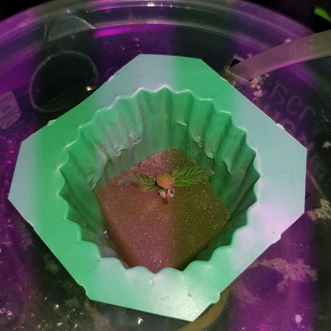 Auto Speed Bud#1 growlog timeline photo