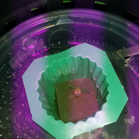 Auto Speed Bud#1 growlog timeline photo