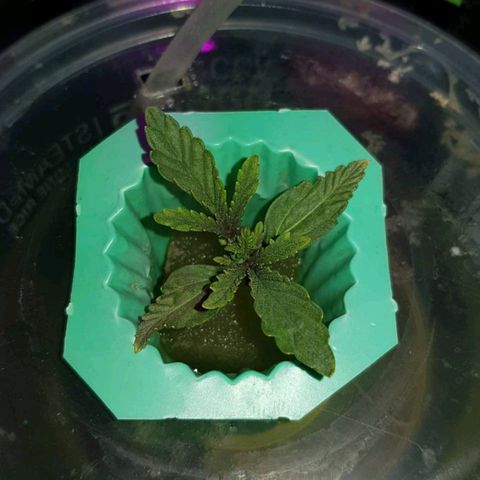 Auto Speed Bud#1 growlog timeline photo