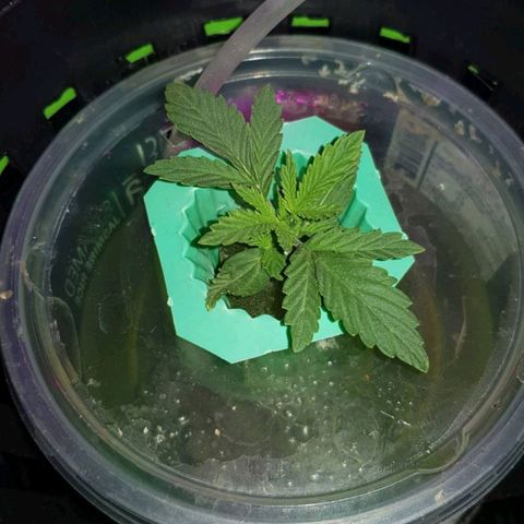 Auto Speed Bud#1 growlog timeline photo