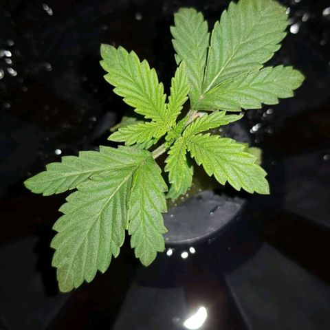 Auto Speed Bud#1 growlog timeline photo
