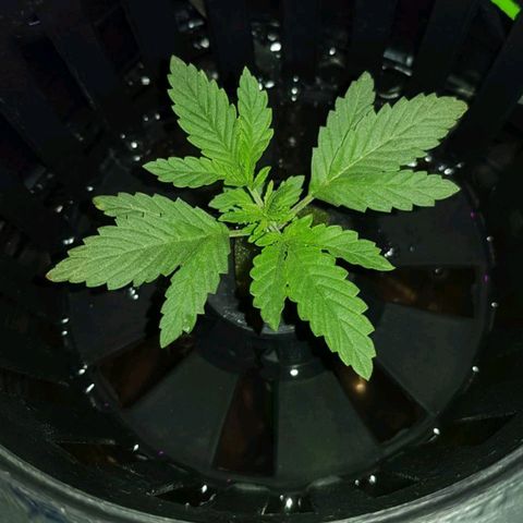 Auto Speed Bud#1 growlog timeline photo
