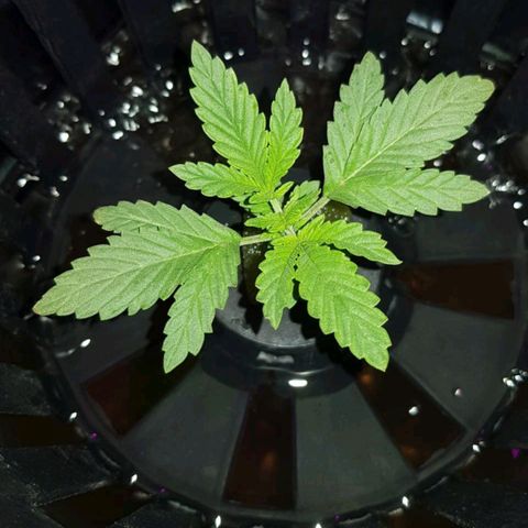 Auto Speed Bud#1 growlog timeline photo