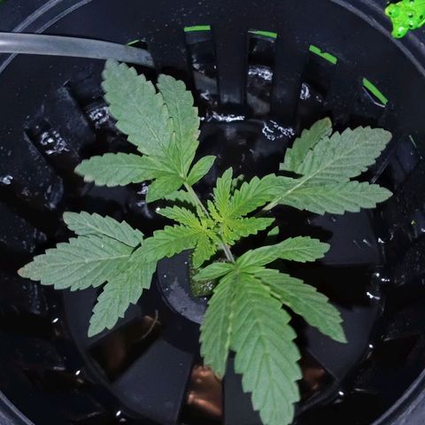 Auto Speed Bud#1 growlog timeline photo