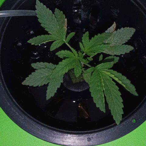 Auto Speed Bud#1 growlog timeline photo