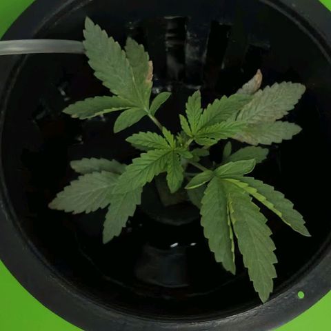 Auto Speed Bud#1 growlog timeline photo