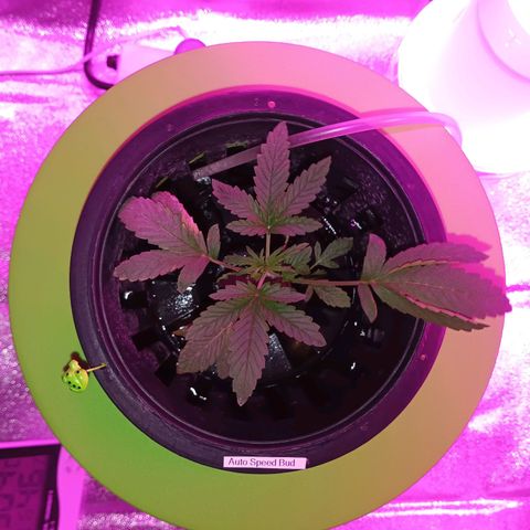 Auto Speed Bud#1 growlog timeline photo