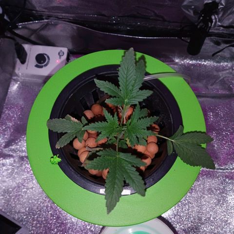 Auto Speed Bud#1 growlog timeline photo