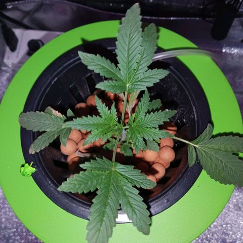 Auto Speed Bud#1 growlog timeline photo