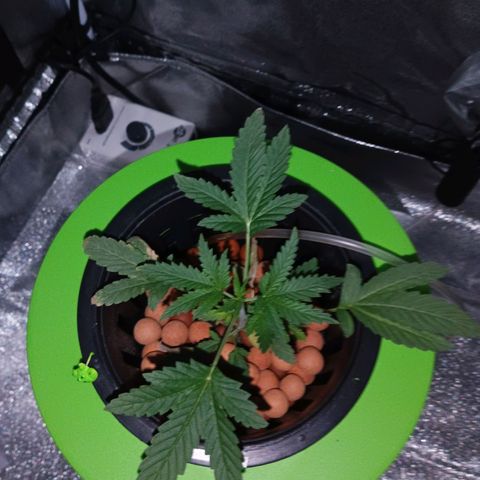 Auto Speed Bud#1 growlog timeline photo