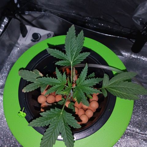 Auto Speed Bud#1 growlog timeline photo