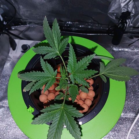 Auto Speed Bud#1 growlog timeline photo