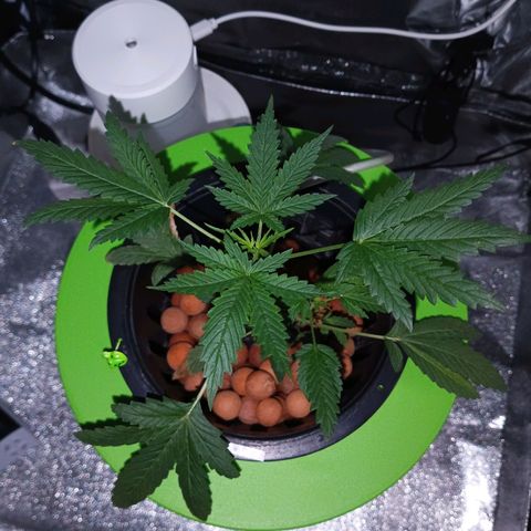 Auto Speed Bud#1 growlog timeline photo