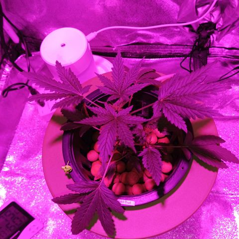 Auto Speed Bud#1 growlog timeline photo