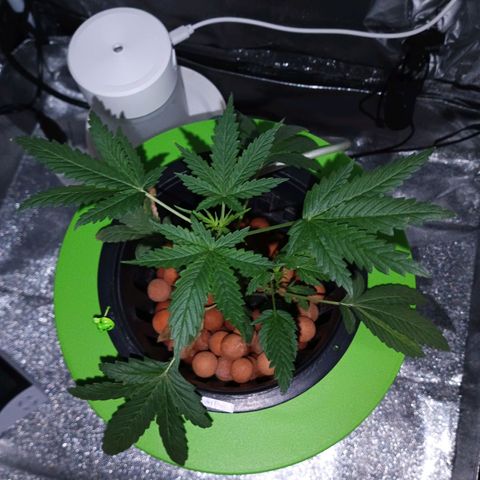Auto Speed Bud#1 growlog timeline photo