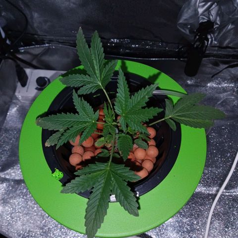 Auto Speed Bud#1 growlog timeline photo