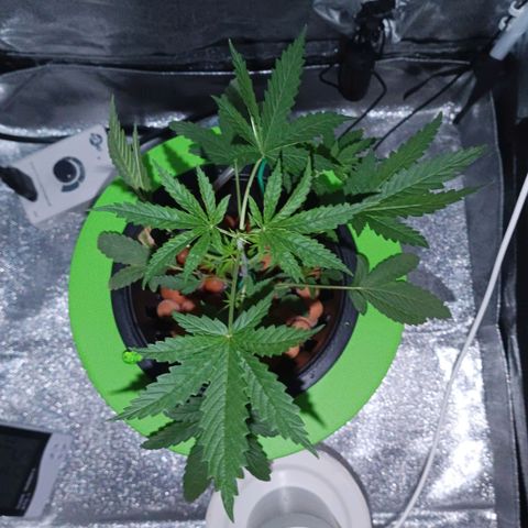 Auto Speed Bud#1 growlog timeline photo